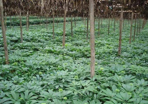 种植三七如何管理？