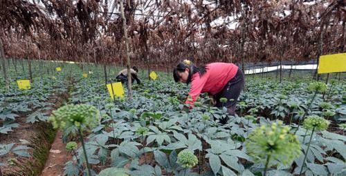 种植三七如何管理？