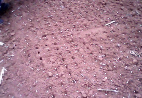 种植三七如何育苗？