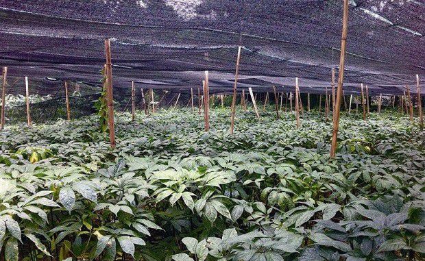 种植三七如何搭棚？