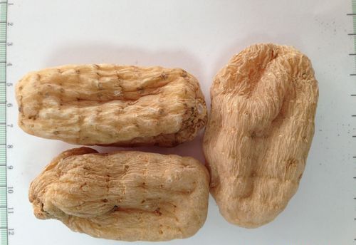 天麻治疗头痛作用