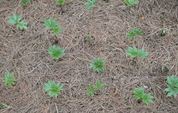 三七适宜在哪里种植？