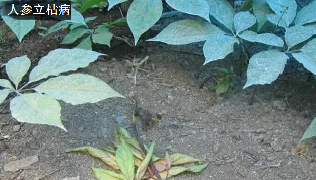 种植人参如何防治病害?