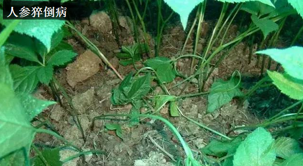 种植人参如何防治病害?