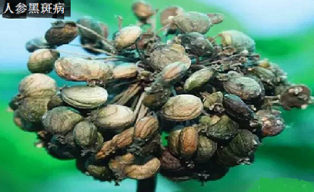 种植人参如何防治病害?