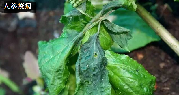 种植人参如何防治病害?