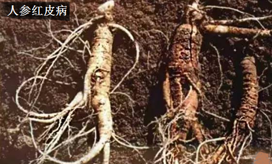 种植人参如何防治病害?