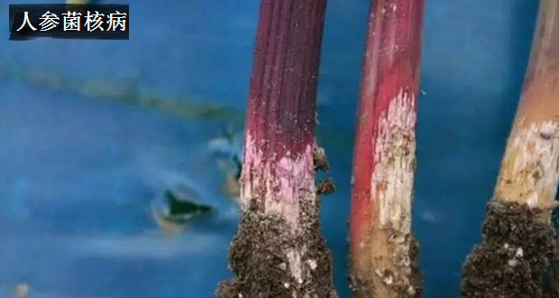 种植人参如何防治病害?