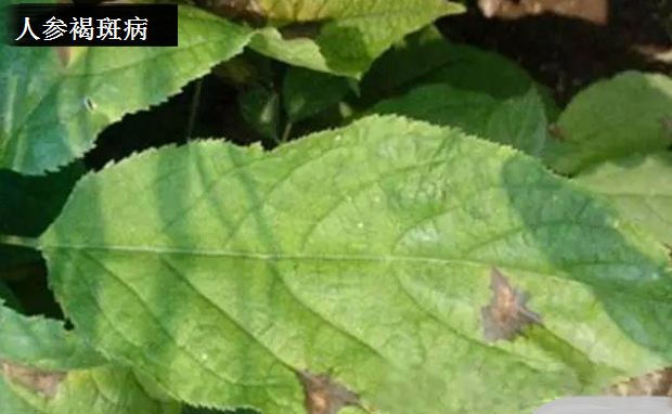 种植人参如何防治病害?