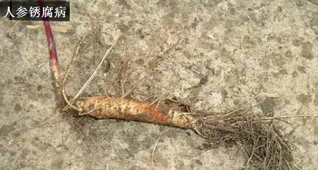 种植人参如何防治病害?