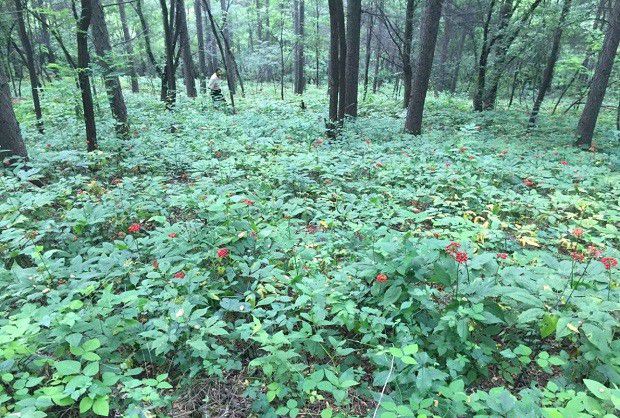 人参适宜在哪里种植？