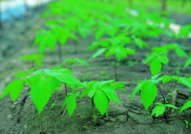 人参植株生长过程是怎么样？