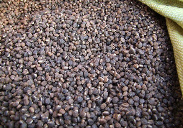 人参种子有什么特点?