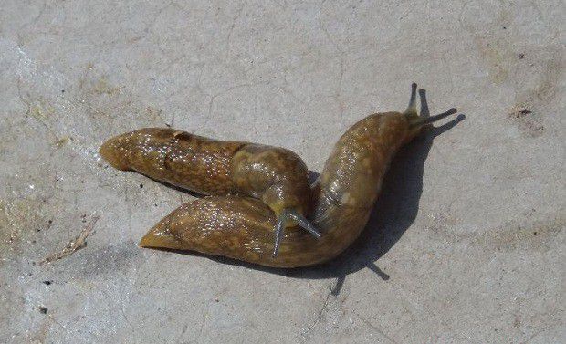 种植石斛如何防治虫害发生?