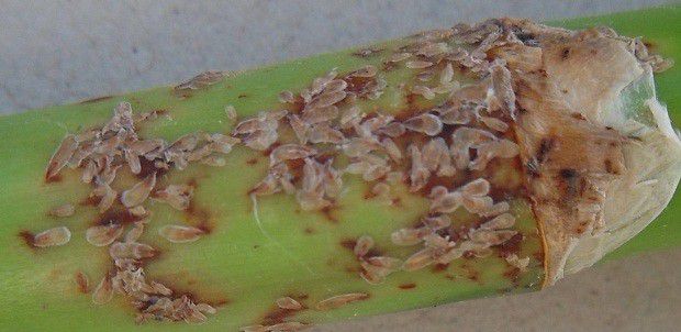 种植石斛如何防治虫害发生?