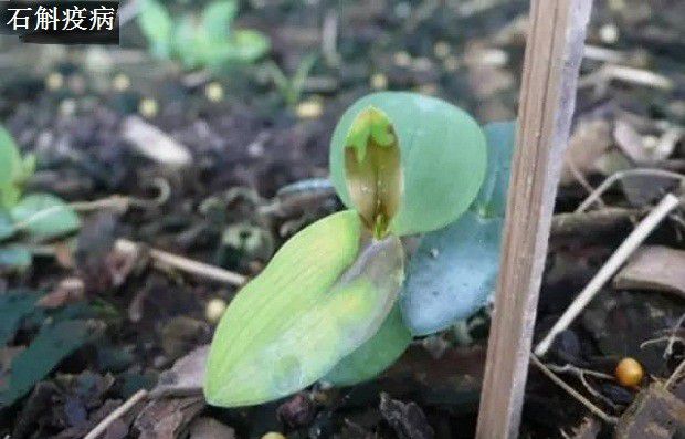 种植石斛如何防治病害发生？