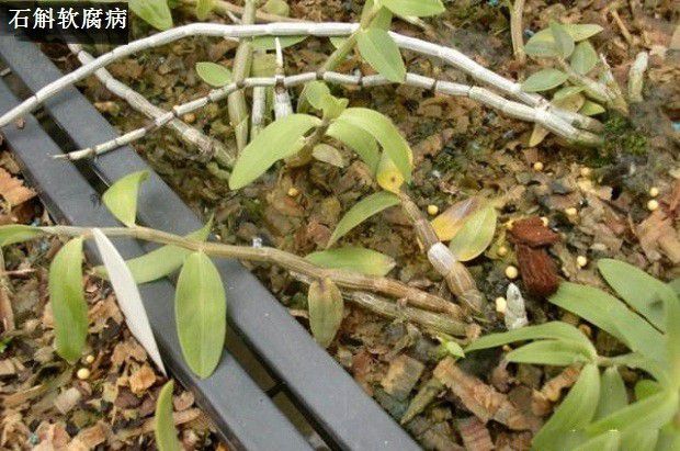 种植石斛如何防治病害发生？