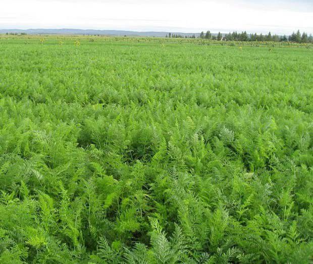 甘草茎叶的刈割