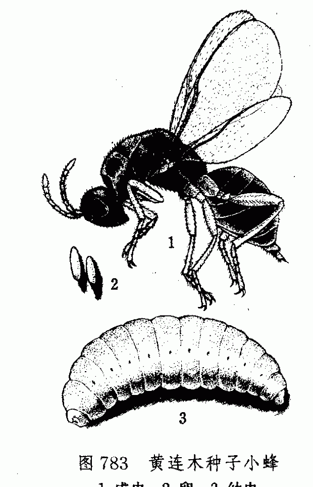 甘草种子小蜂防治方法
