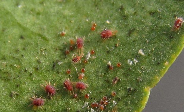 甘草防治红蜘蛛方法