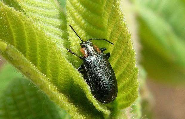 甘草防治叶甲方法