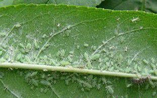 甘草蚜虫防治方法