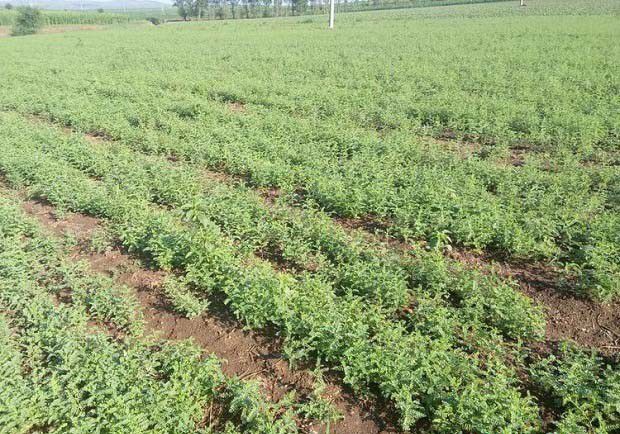 甘草防治地下害虫方法