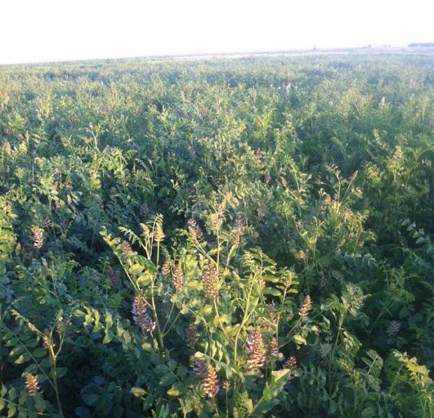 甘草褐斑病防治方法