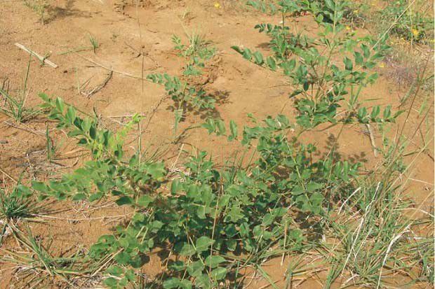 甘草锈病防治方法