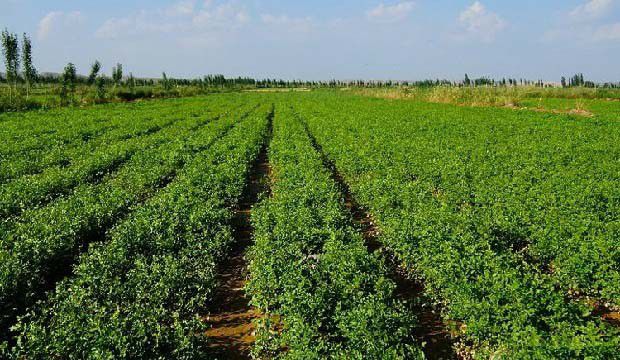 种甘草追肥方法