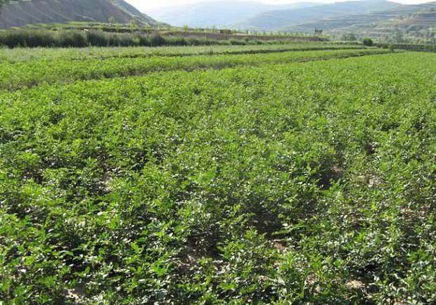 甘草田浇水、排水工作