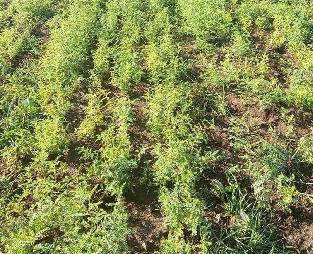 甘草间苗、定苗方法