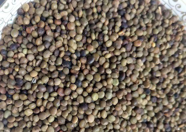 甘草播种前种子处理方法