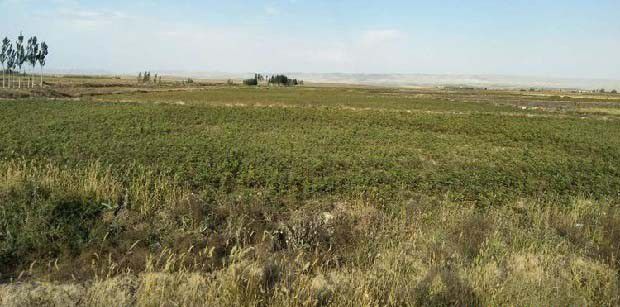 种甘草如何用除草剂？