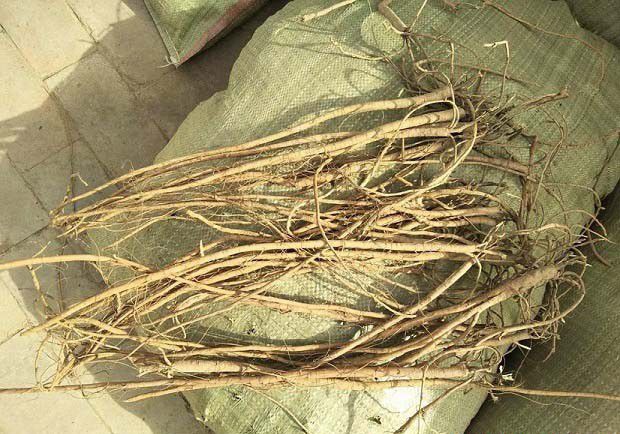 适宜甘草采挖的季节