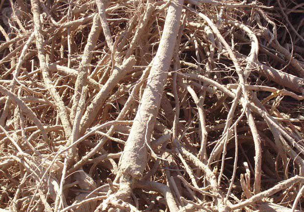 适宜甘草采挖的季节