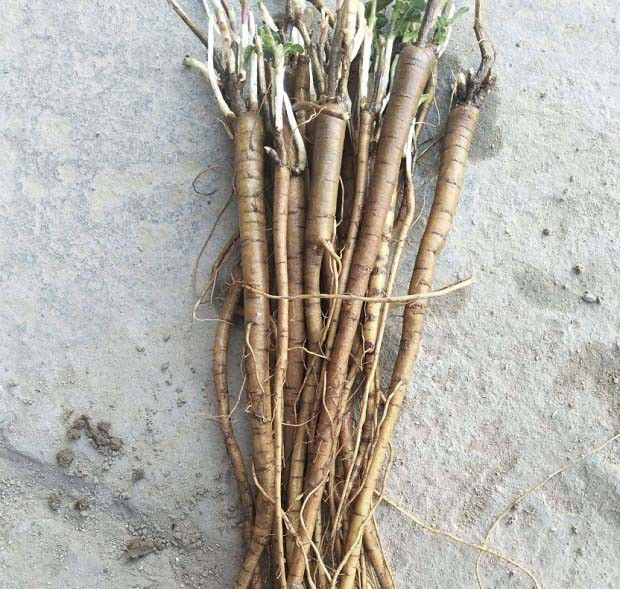 甘草栽培适宜采收的年限