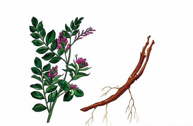 甘草栽培适宜采收的年限