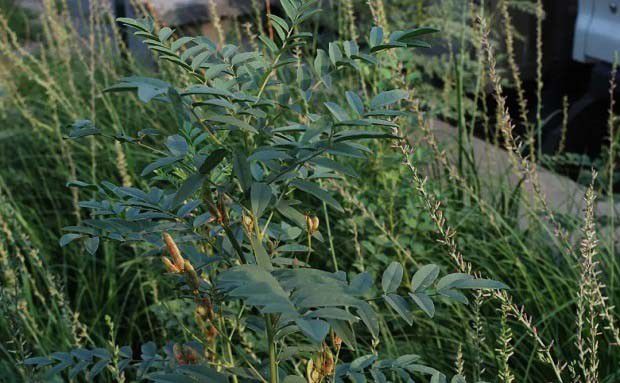 甘草栽培适宜采收的年限