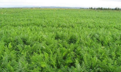 甘草喷施叶面肥效果