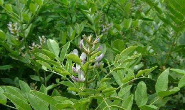 甘草地膜覆盖效果