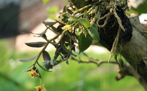 种植石斛如何选附主？