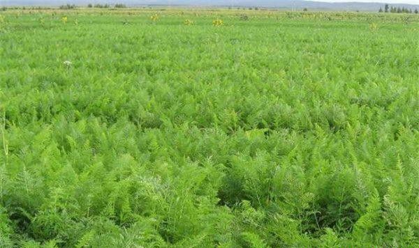 甘草播种适宜密度