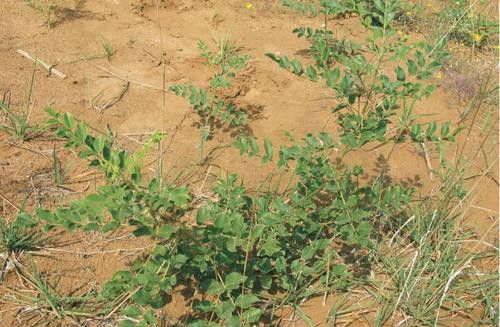 水分对甘草的影响