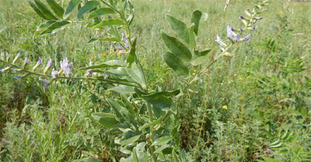 土壤、地形对甘草的影响