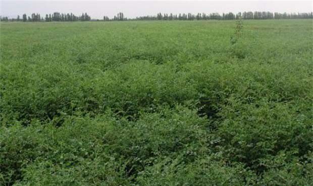 气候对甘草生长的影响