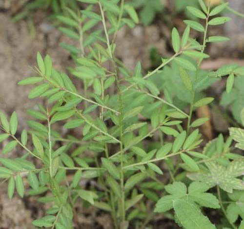甘草地上部分生育特性