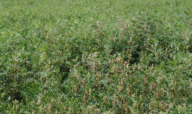 甘草无性繁殖特性