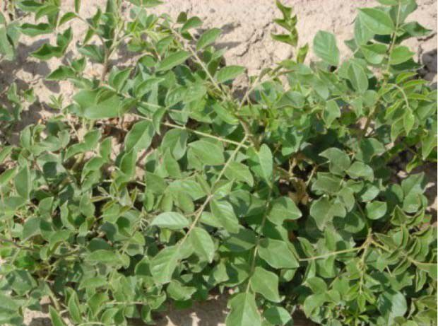 甘草有性繁殖特性