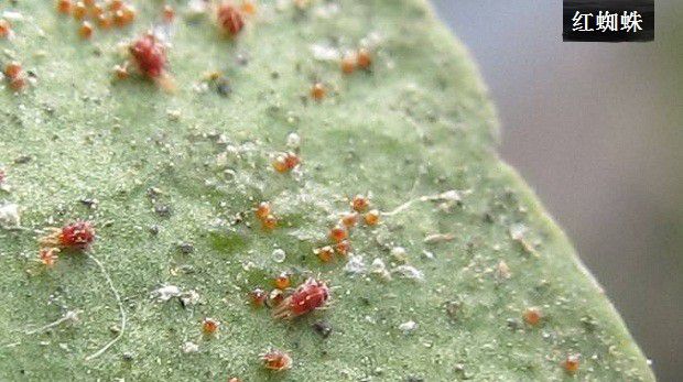 广藿香虫害如何防治?